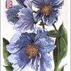 Blue Himalayan Poppies