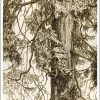 Alaska Cedar