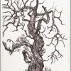 Centenarian Cherry