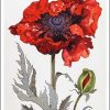 Christina's Poppies II