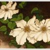 Clematis