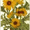 Gerberas