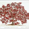 Lace Leaf Maple