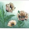 Mrs. Perry's Pink Poppy