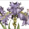 Royal Iris