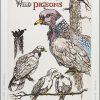 Wild Pigeons