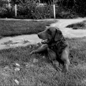 Hondo Hondo the Chesapeake Retriever
