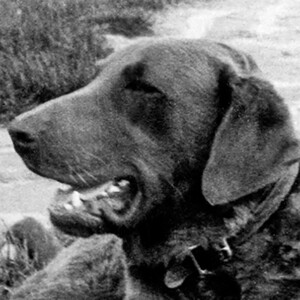 Hondo close-up Hondo the Chesapeake Retriever