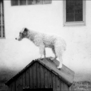 Peter Wire-haired terrier