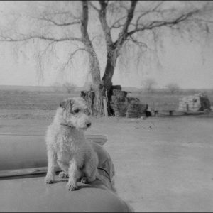 Peter Peter, wire-haired terrier