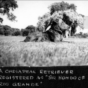Sir Hondo Hondo the Chesapeake Retriever