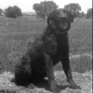 Trever Trever the Chesapeake Retriever