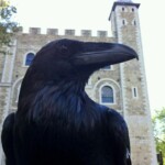Ravens of the Tower